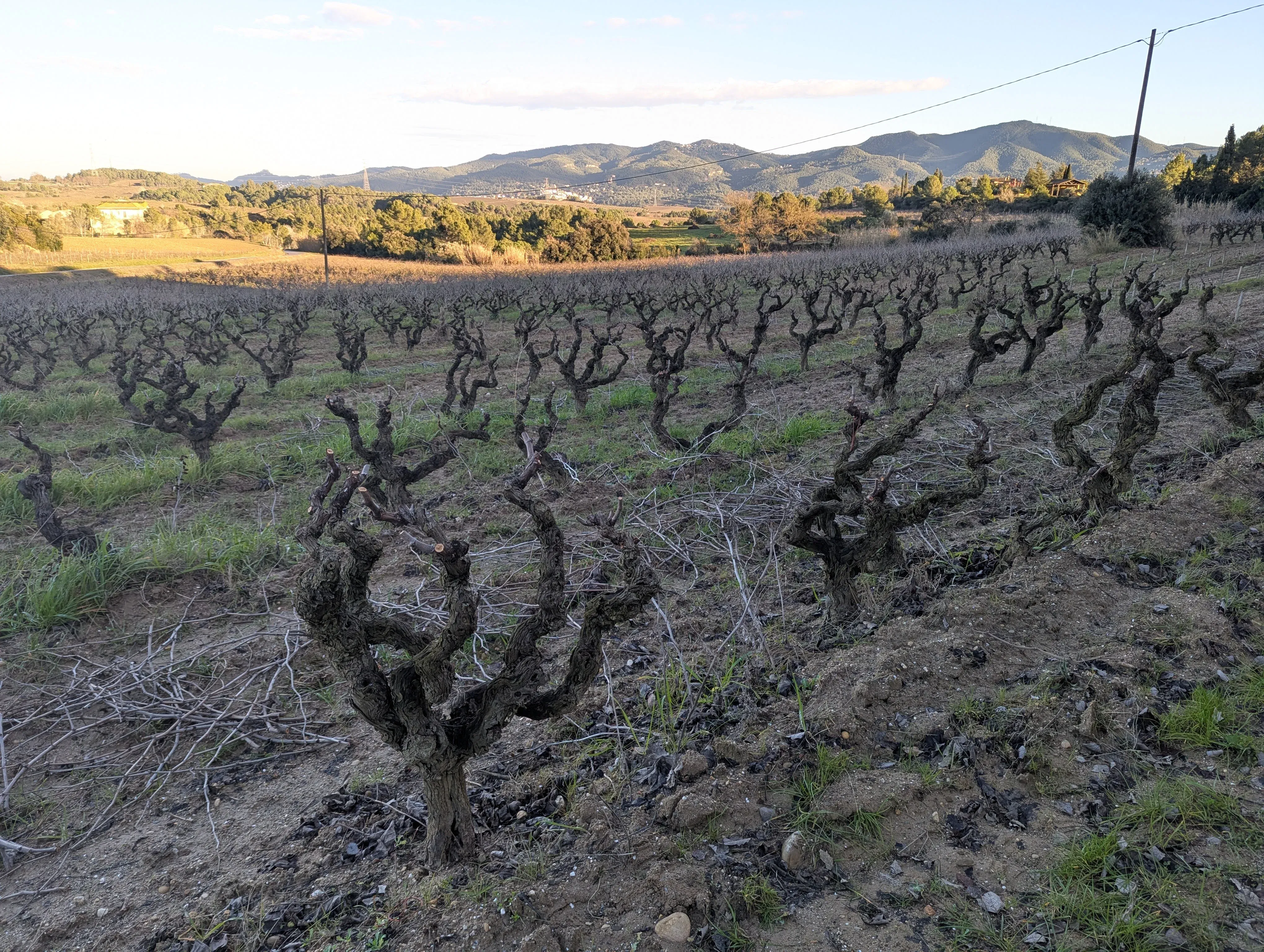 Vins El Cep